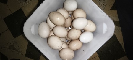 દેશી ઈંડા