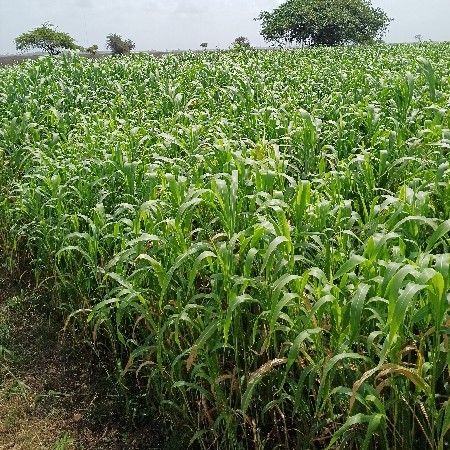 લીલી જૂવાર વેસવાની છે