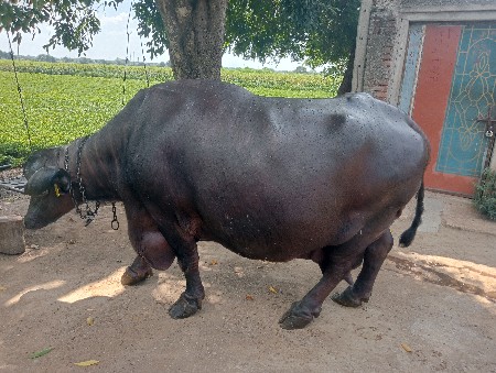ભેસ વેચવાની છે