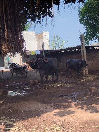 ભેંસ વેચવાની છે