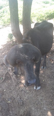 પાડો વેસ વનો સે