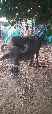 ભેંસ વેચવાની છે 
ફુલ જવાબદારી