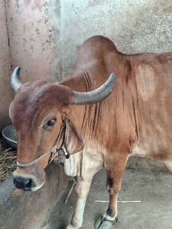 ગાય વેચવાની છે.