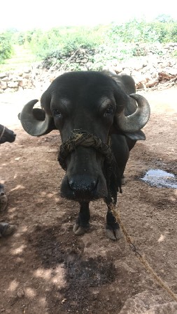 આ ખળેલી વેચવાની છે