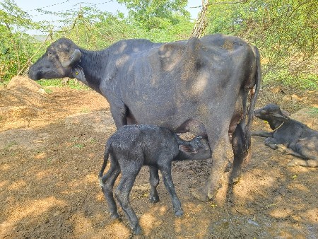 બે ભેંસો  વેચવાની છે