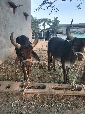 શાલુ શે