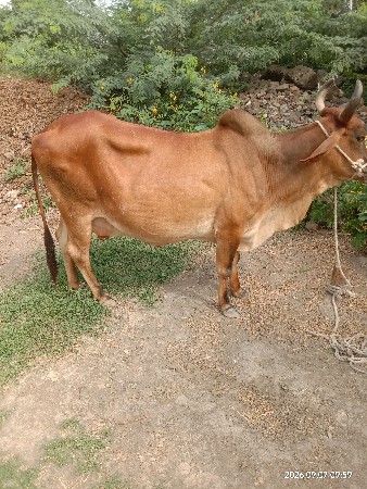 ગાય વેચવાની છે