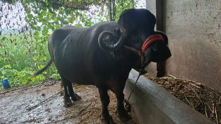 2 ભેંસ  વેચવાની  છે.