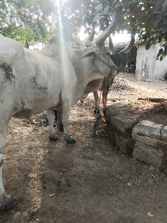 બળદ વેચવાના છે