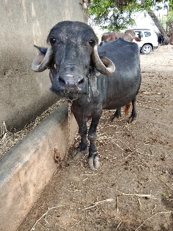 ભેંસ
