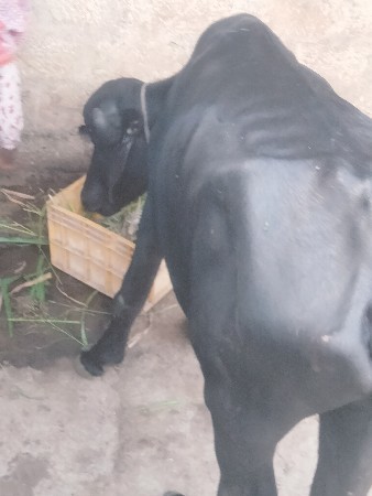 આ ખડેલિ વેચવાની છે ભાઈ
