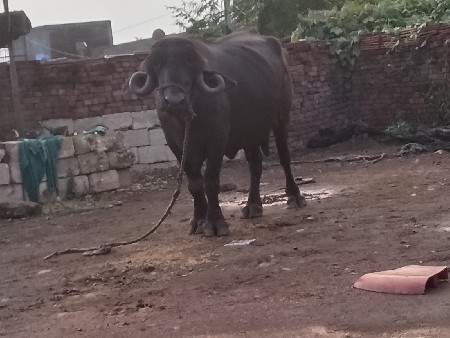ઞઠન