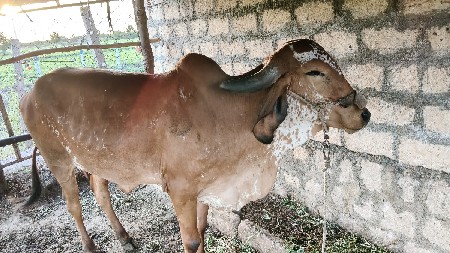 દેશી ગાય વેચવાની છે