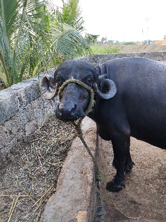 ભેશ વેશવાનીસે