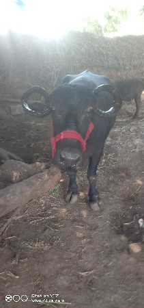 ભેસ વેચવાની છે