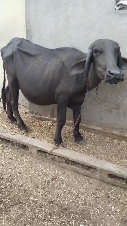 વેચવાની છે ખડેલી