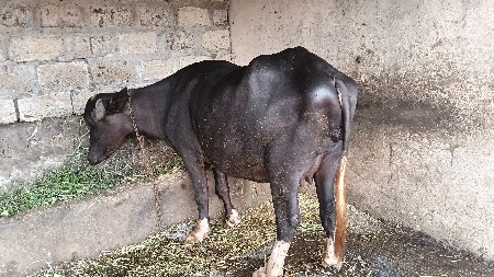 ભેંસ વેચવાની છે