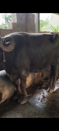પારેટ ભેંસ વેચવાની છે