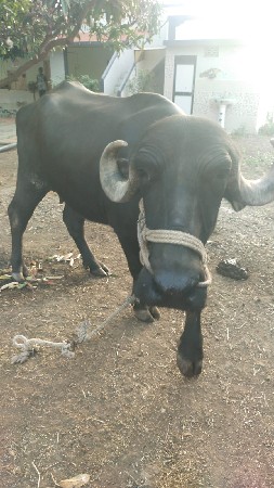 bhes vechvani se mo9265297268