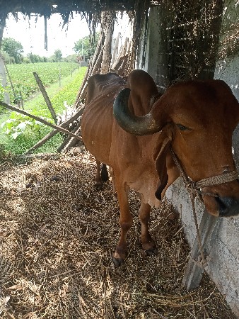 બળદ દેવાનો છે