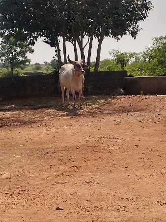 ગોઢલો વેચવાનો છે