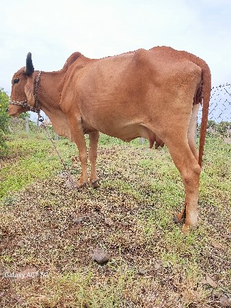 ગાય વેચવાની