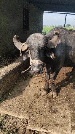 ભૅસ વૅસવાનીસૅ