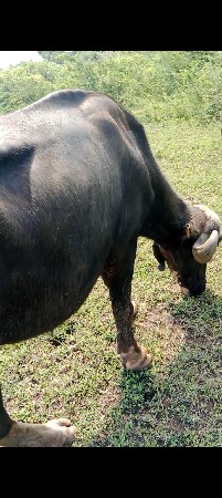 ખડા વેચવાની છે