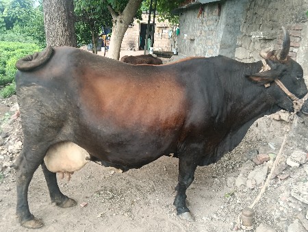 ગાય વેચવાની છે.