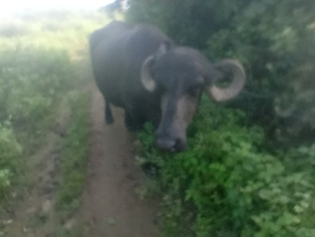 ભેંસ વેચવાની છે