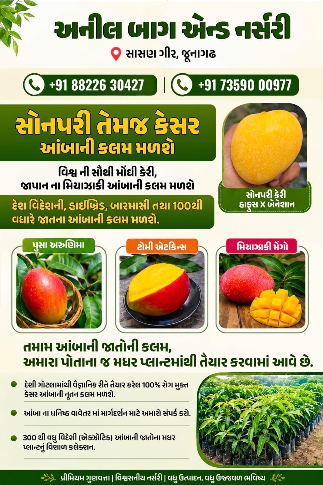 સોનપરી, કેસર તેમજ ૧૫૦ થી પણ વધુ જાત ના આંબા ની કલમ મળશે