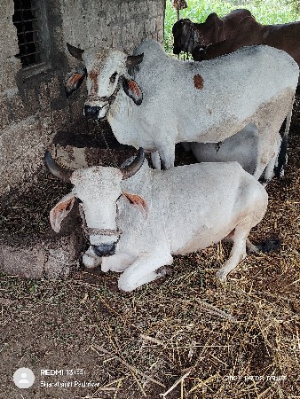 બળદ