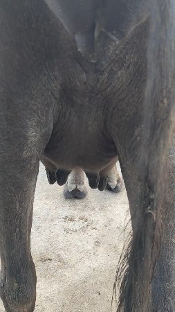 ભેંસ વેચવાની છે