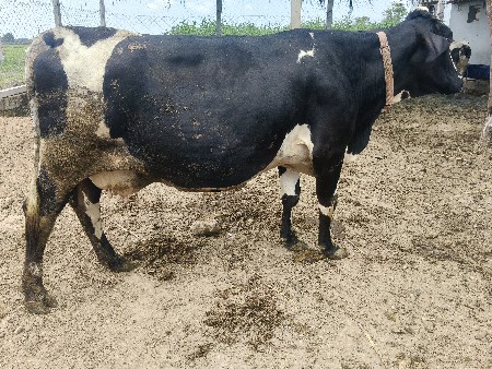દસ દિવસની કાશી છે