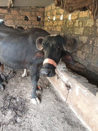 ૬દાતે ખડેલીવેસવાની