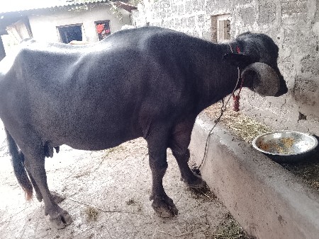 ભેંસ