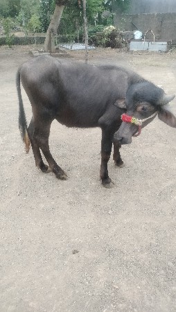 પાડો વેચવાનો છે
