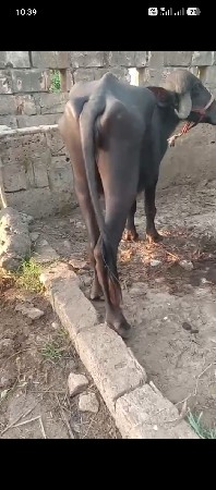 ખડેલા વેચવા ના છે બે