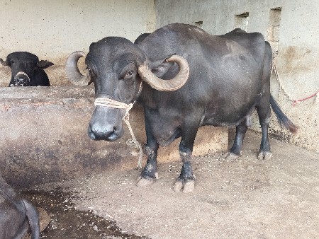 ભેંસ વેચવાની છે