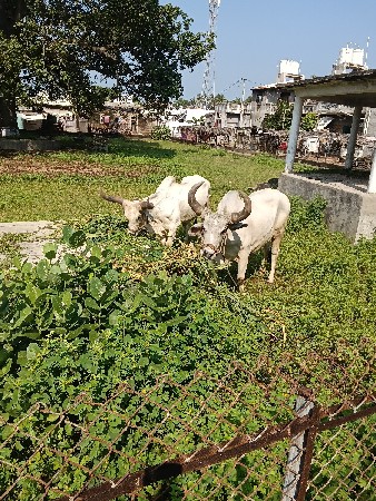 બળદ વેચવાના છે