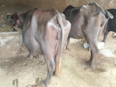 બે ભેસુ વેચવાની છે