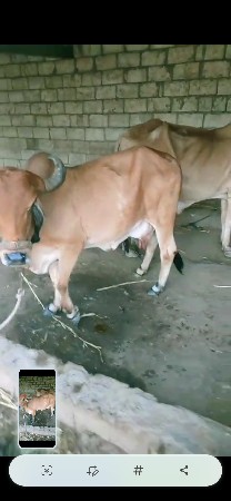 ગાય વેચવાની છે