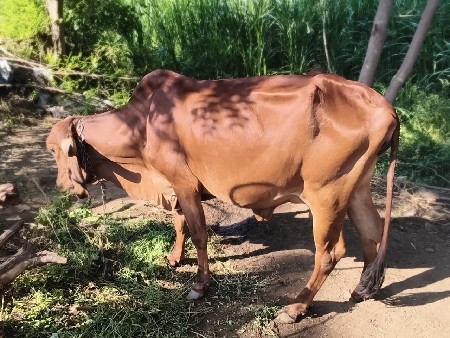 ગીર ગાય બેસવાની છે પંદર દિવસ વા