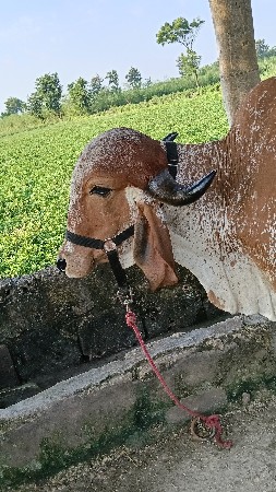 ગીર હોડકી વેચવાની છે