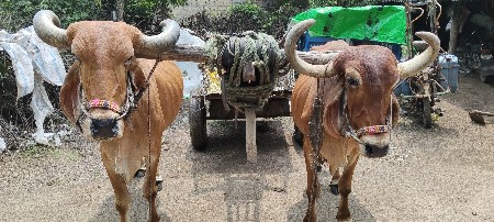 બળદ દેવાના સે