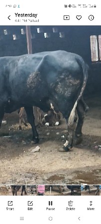 3 વેતર ફૂલ હાડમા