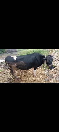 sf ગાય વેસવાની સે  કિંમત
