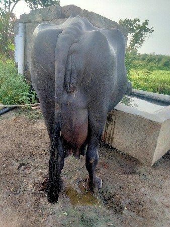 ભેંશ વેચવાની સે