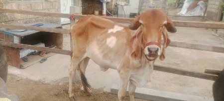 હોડકી