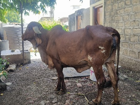 સાવ સોજી ઞાય છે